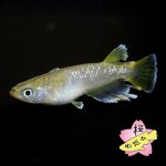 画像5: フロマージュ 1ペア Mサイズ (5)