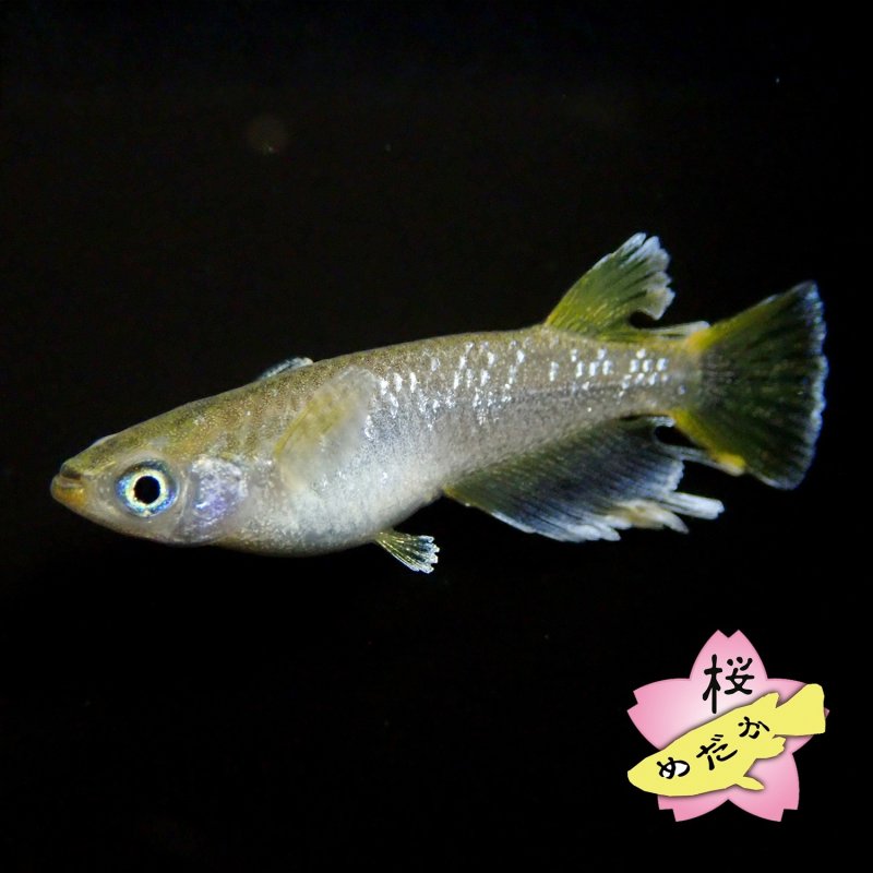 画像5: フロマージュ 1ペア Mサイズ (5)