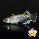 画像3: フロマージュ 1ペア Mサイズ (3)