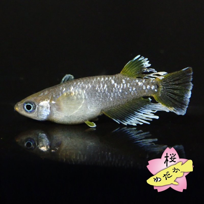 画像3: フロマージュ 1ペア Mサイズ (3)