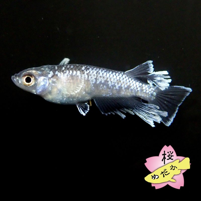 画像1: ミッドナイトフリル 体外光 1ペア Mサイズ (1)