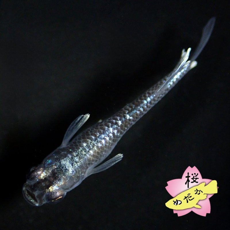 画像7: ミッドナイトフリル 体外光 1ペア Mサイズ (7)