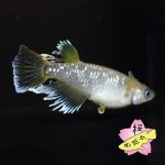 画像2: フロマージュ 1ペア Mサイズ (2)