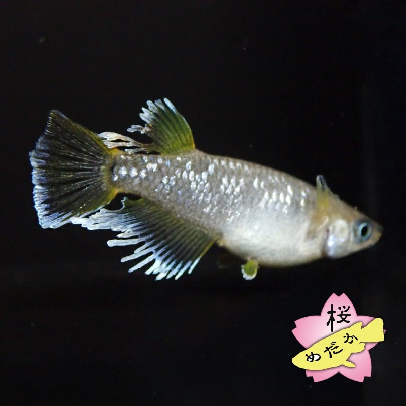 画像2: フロマージュ 1ペア Mサイズ (2)