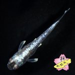 画像8: ミッドナイトフリル 体外光 1ペア Mサイズ (8)