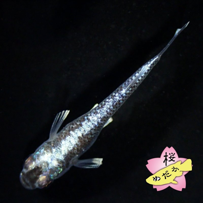 画像8: ミッドナイトフリル 体外光 1ペア Mサイズ (8)