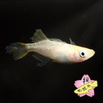 画像4: センコーイエローテイル 1ペア Mサイズ (4)