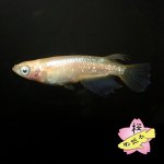 画像1: サンシャイン・アースアイ 1ペア Mサイズ (1)