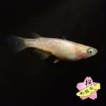 画像2: サンシャイン・アースアイ 1ペア Mサイズ (2)