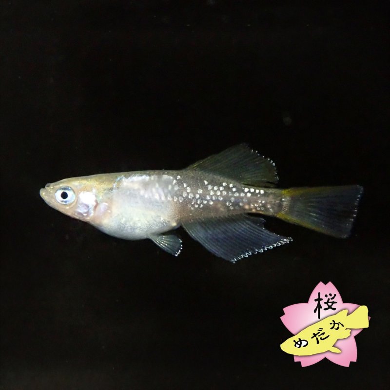 画像1: モネ 1ペア Mサイズ (1)