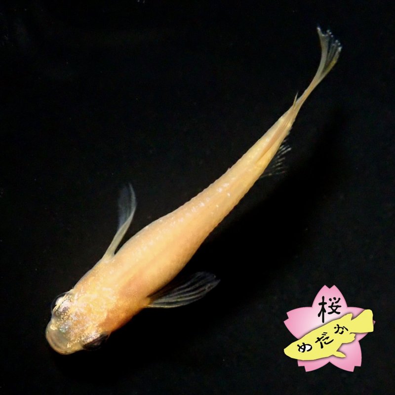 画像5: サンシャイン・アースアイ 1ペア Mサイズ (5)