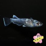 画像4: ミッドナイトフリル 体外光 1ペア Mサイズ (4)