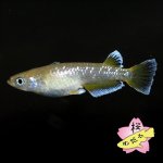 画像7: フロマージュ 1ペア Mサイズ (7)