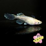 画像2: センコーイエローテイル 1ペア Mサイズ (2)