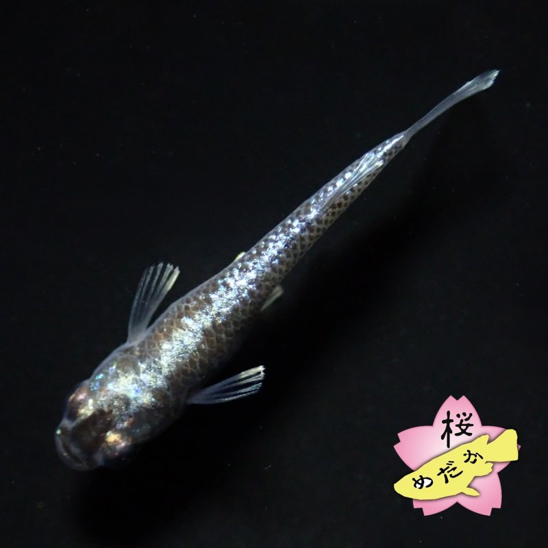 画像9: ミッドナイトフリル 体外光 1ペア Mサイズ (9)