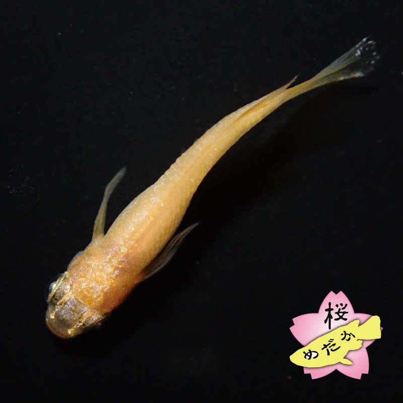 画像8: サンシャイン・アースアイ 1ペア Mサイズ (8)