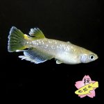 画像6: フロマージュ 1ペア Mサイズ (6)