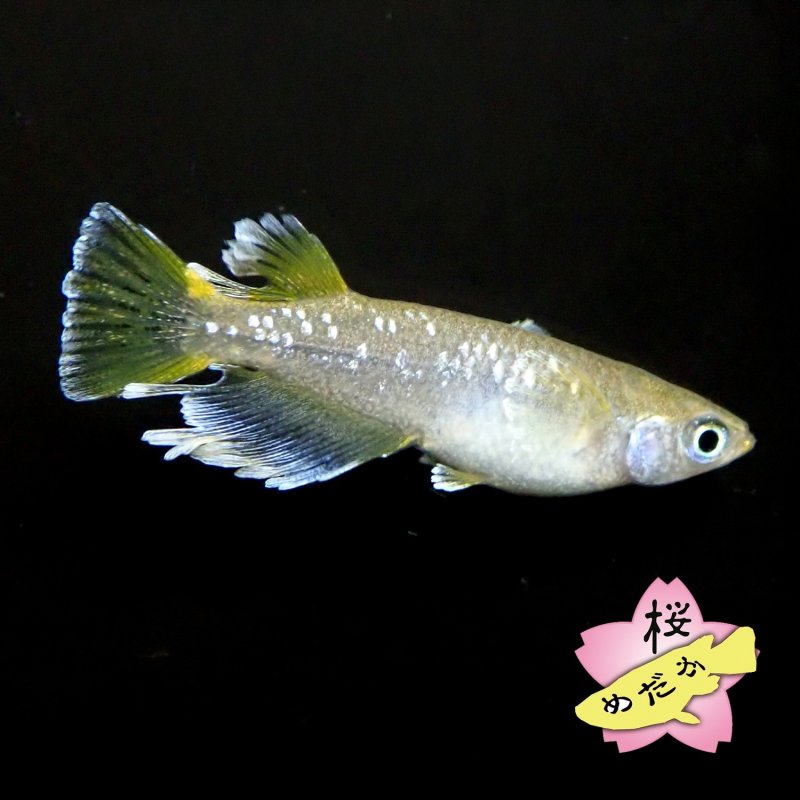 画像6: フロマージュ 1ペア Mサイズ (6)