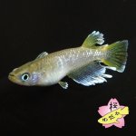 画像1: フロマージュ 1ペア Mサイズ (1)