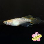 画像1: センコーイエローテイル 1ペア Mサイズ (1)