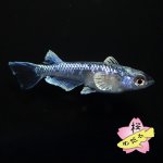 画像3: ミッドナイトフリル 体外光 1ペア Mサイズ (3)