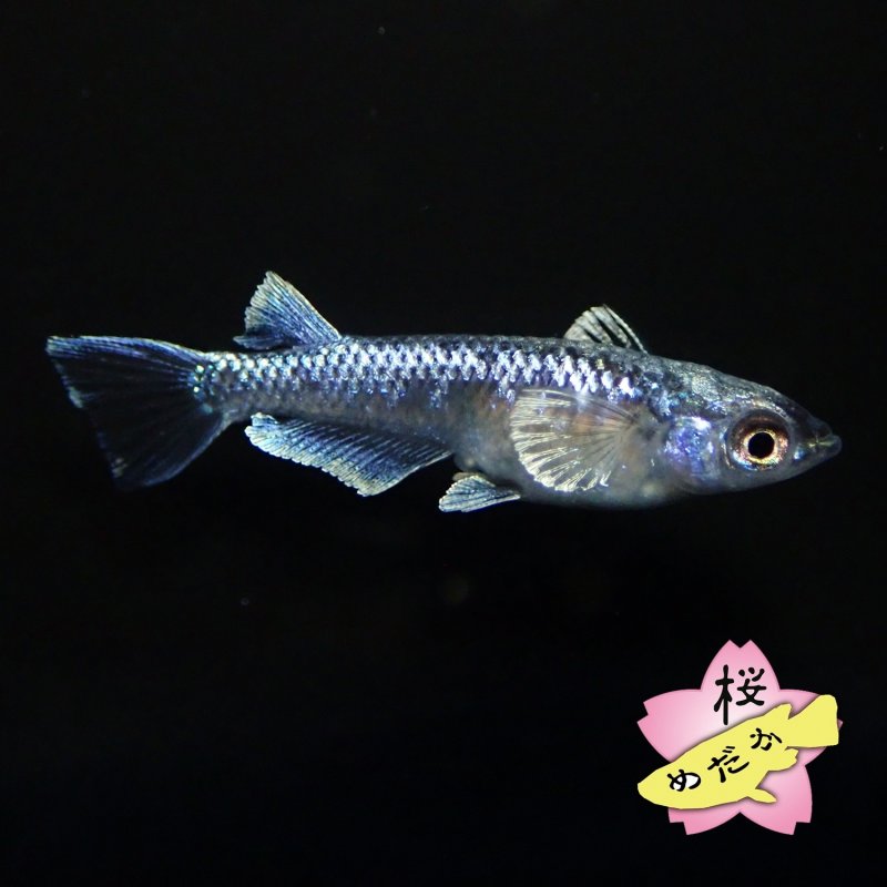 画像3: ミッドナイトフリル 体外光 1ペア Mサイズ (3)