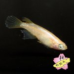 画像4: サンシャイン・アースアイ 1ペア Mサイズ (4)