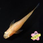 画像6: サンシャイン・アースアイ 1ペア Mサイズ (6)