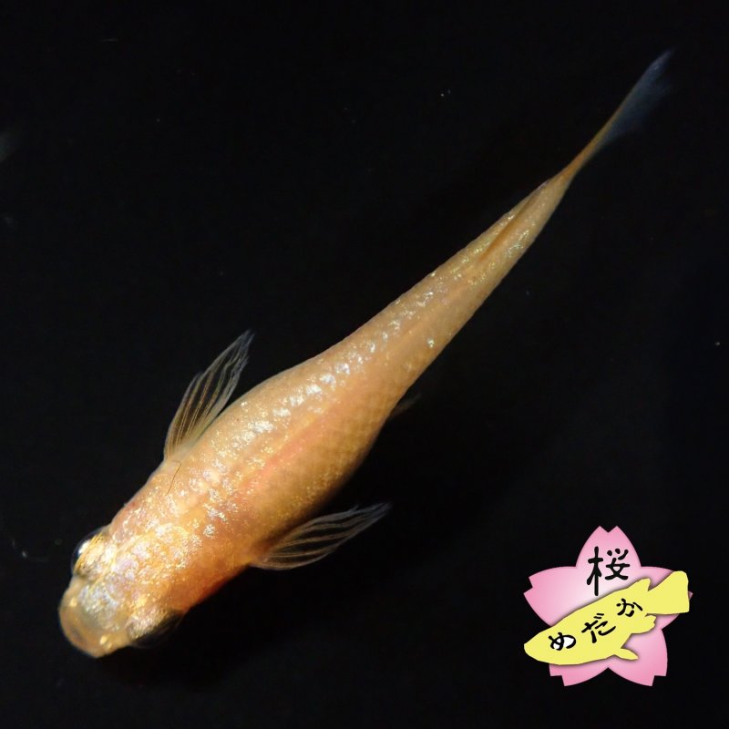 画像6: サンシャイン・アースアイ 1ペア Mサイズ (6)