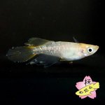 画像5: センコーイエローテイル 1ペア Mサイズ (5)