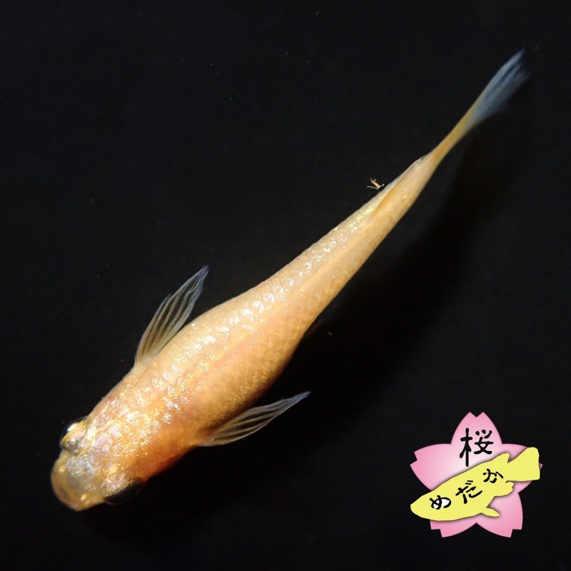 画像7: サンシャイン・アースアイ 1ペア Mサイズ (7)