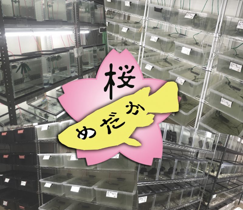 4月20日頃、中里氏作出オロチラメ（ブラックダイヤ）、F5世代を入荷予定です！ ご期待下さい🌸
