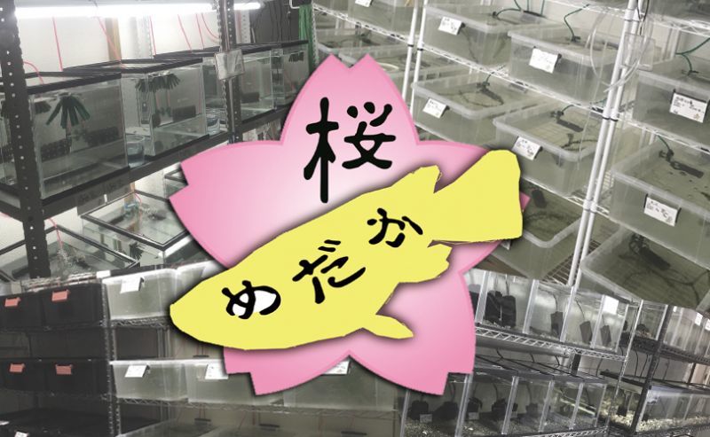 5月中旬✨直売所オープン❗🌸