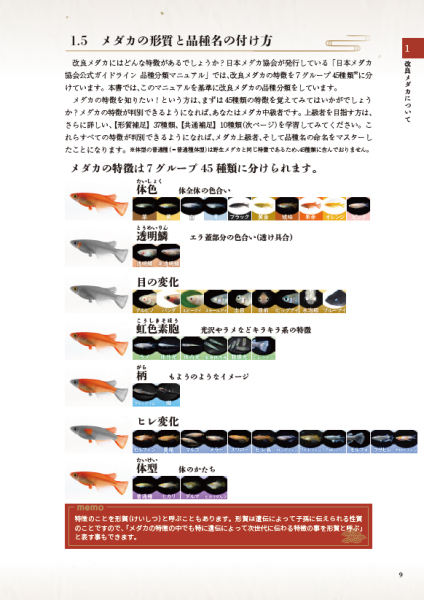 100年メダカ 2023 〜改良メダカ大図鑑〜 vol.20