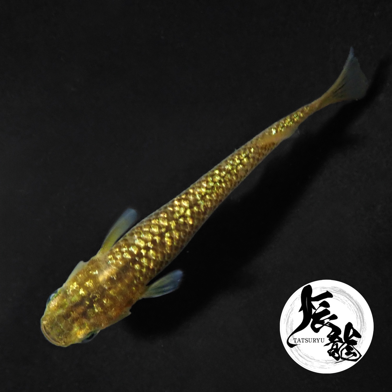 金塊 1ペア Ｌサイズ 〜 辰龍ブリード 〜