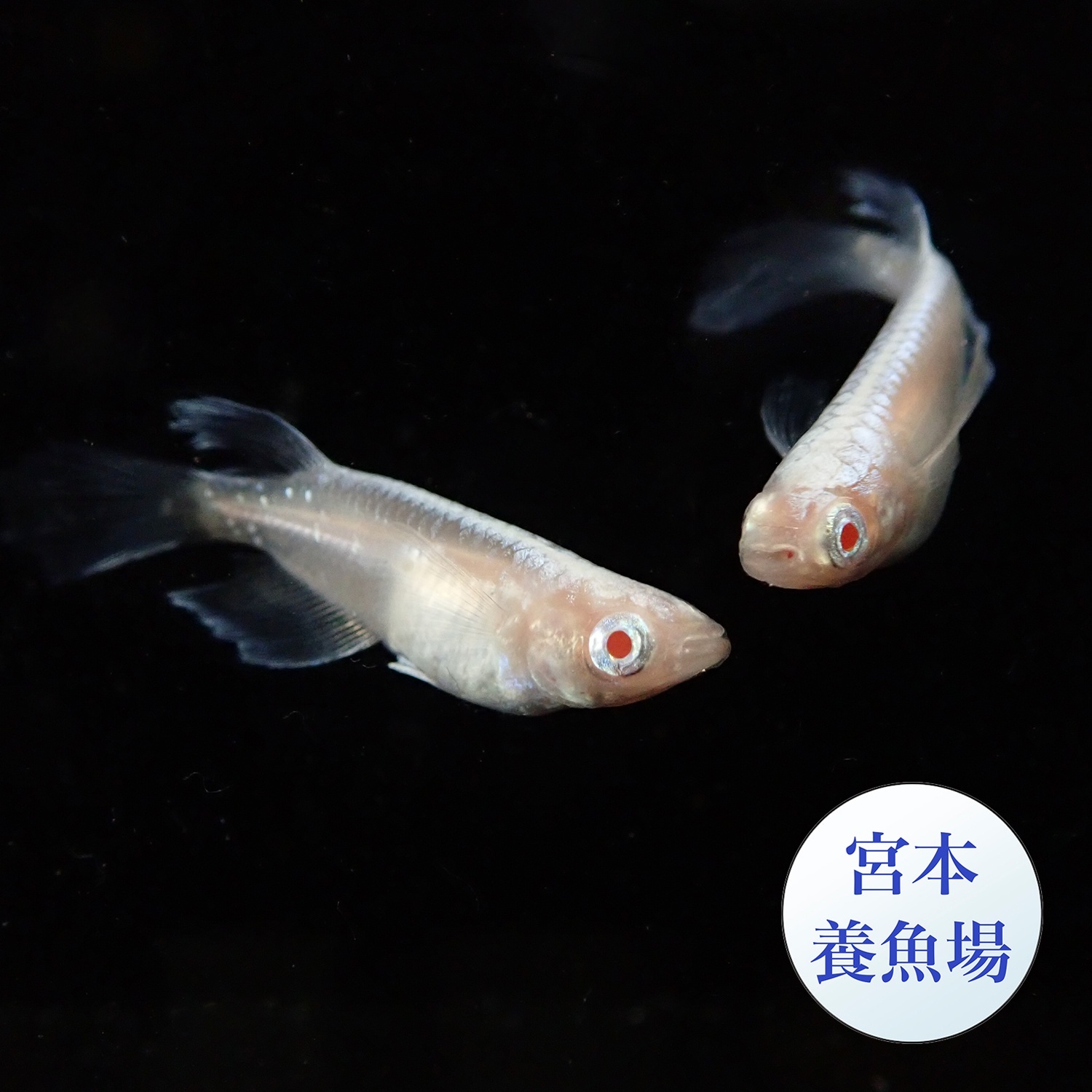 龍の瞳 1ペア Ｌサイズ 〜 宮本養魚場ブリード 〜